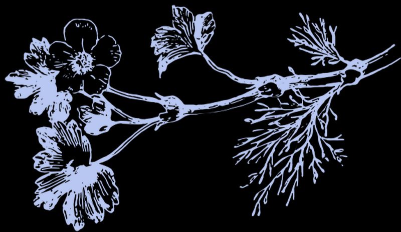 An illustration of a branch with flowers